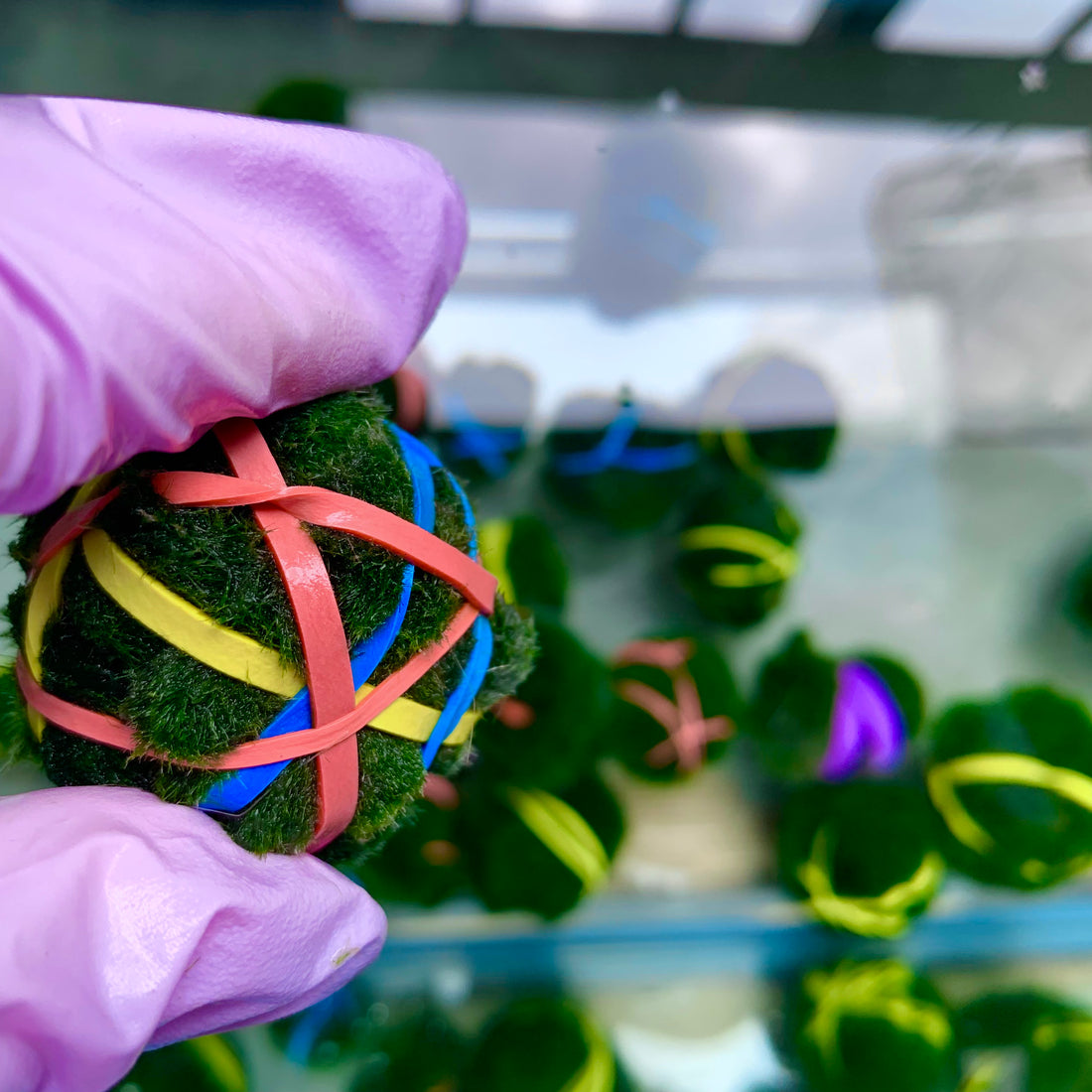 Moss Ball Q & A and Care Guide