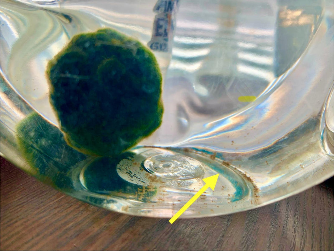 The Magic of Marimo Moss Balls - A Short Story