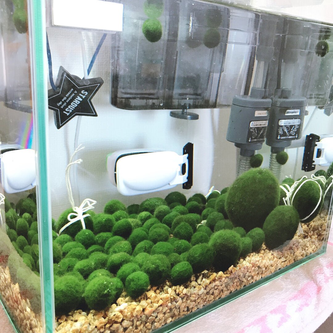 The Top 5 Reasons to Put Moss Balls in Your Aquarium