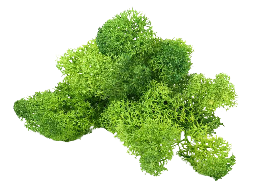 Preserved Moss Pieces For Sale