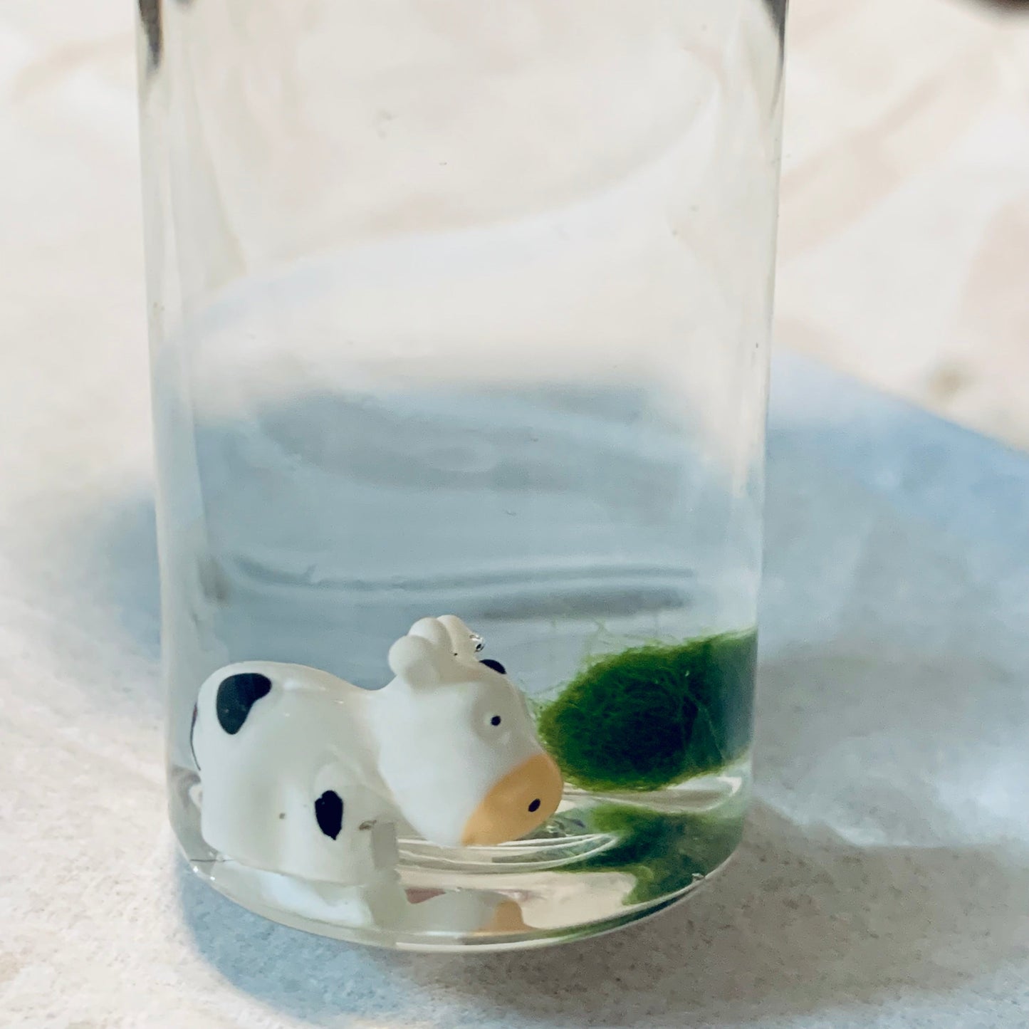 Underwater Farm Cow and Its Moss Ball Aqua Plant Pet