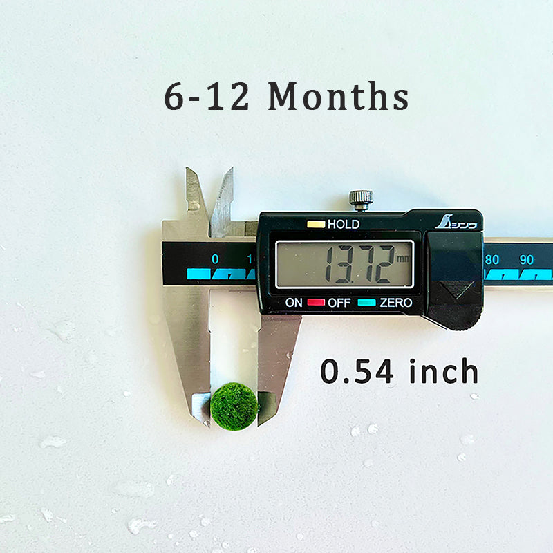 Marimo Moss Ball Aquarium 6-12 Month 0.8-1.5cm Marimo Moss Balls: 5/10
Marimo Moss Ball, smaller than 1.5cm.
Mini Baby: <0.5cm
3 Month: 0.5-0.8cm
6 Month: 0.9-1.2cm
12 Month: >1.2cm
Grow slowly but for glass terrarium is just p