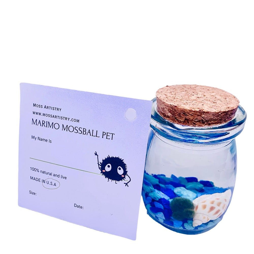 Marimo moss ball kit 3PCS designed as gift for single moms 60 days guarantee of free placement