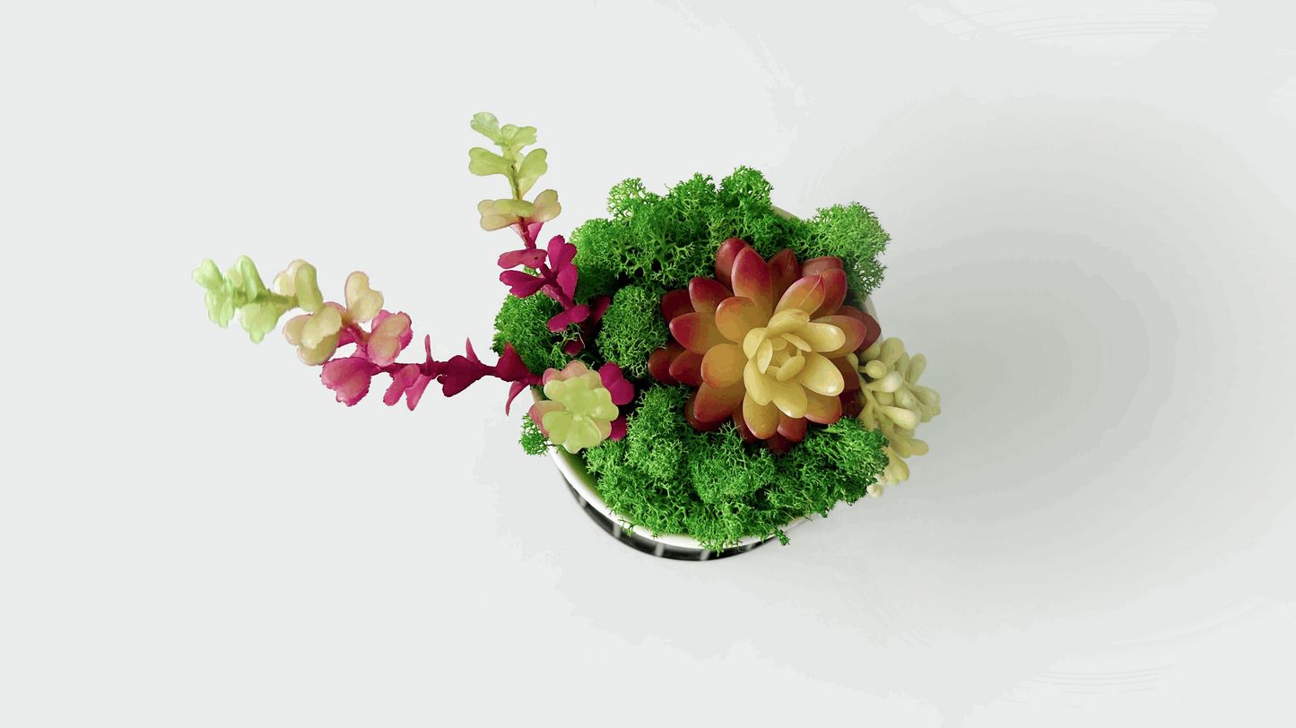 "Evergreen Elegance" Succulent Moss Bonsai in Ceramic Pot Table Decor with Pot Holder