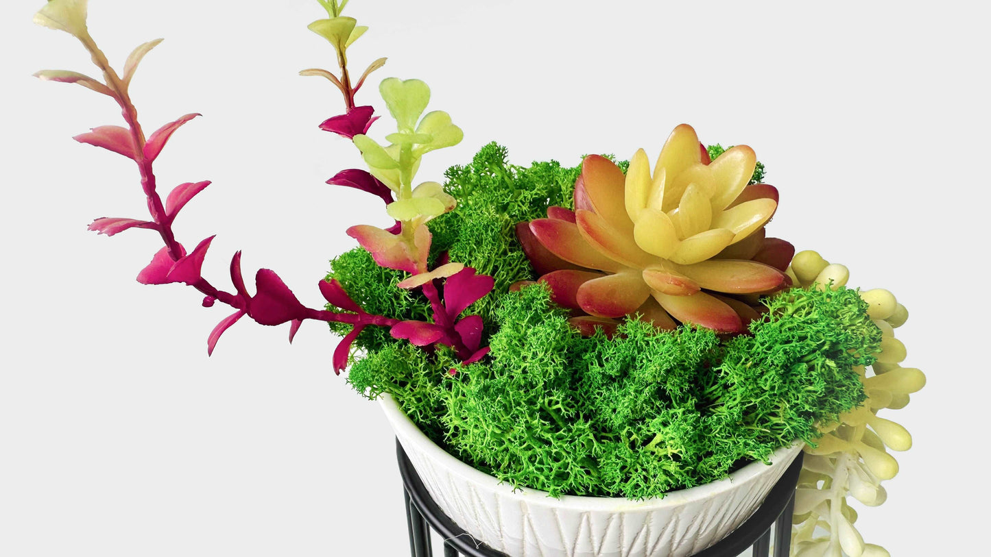 "Evergreen Elegance" Succulent Moss Bonsai in Ceramic Pot Table Decor with Pot Holder