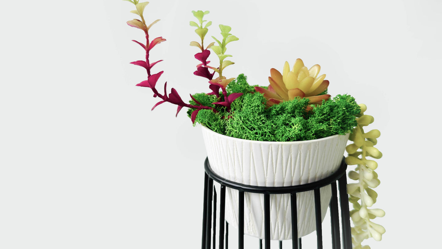 "Evergreen Elegance" Succulent Moss Bonsai in Ceramic Pot Table Decor with Pot Holder - Moss Artistry