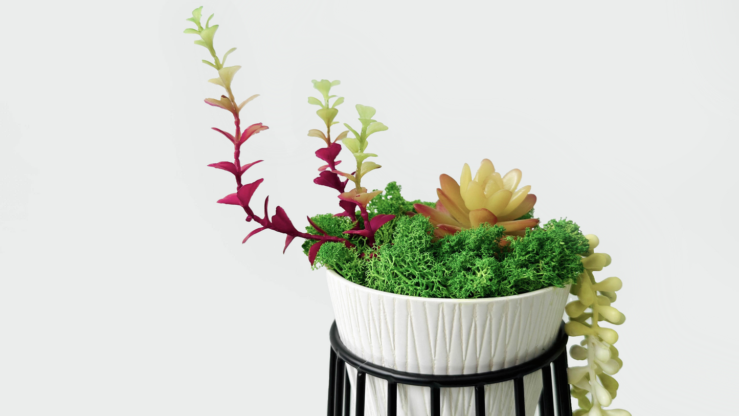 "Evergreen Elegance" Succulent Moss Bonsai in Ceramic Pot Table Decor with Pot Holder - Moss Artistry