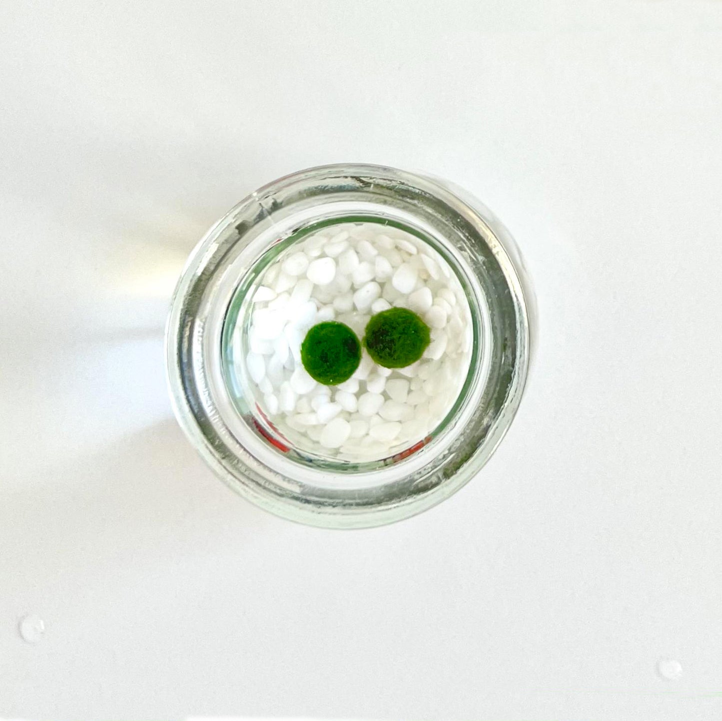 Cute Face Glass Jar with Cork, 2pcs Live Marimo Moss Balls, DIY Terrarium Gift