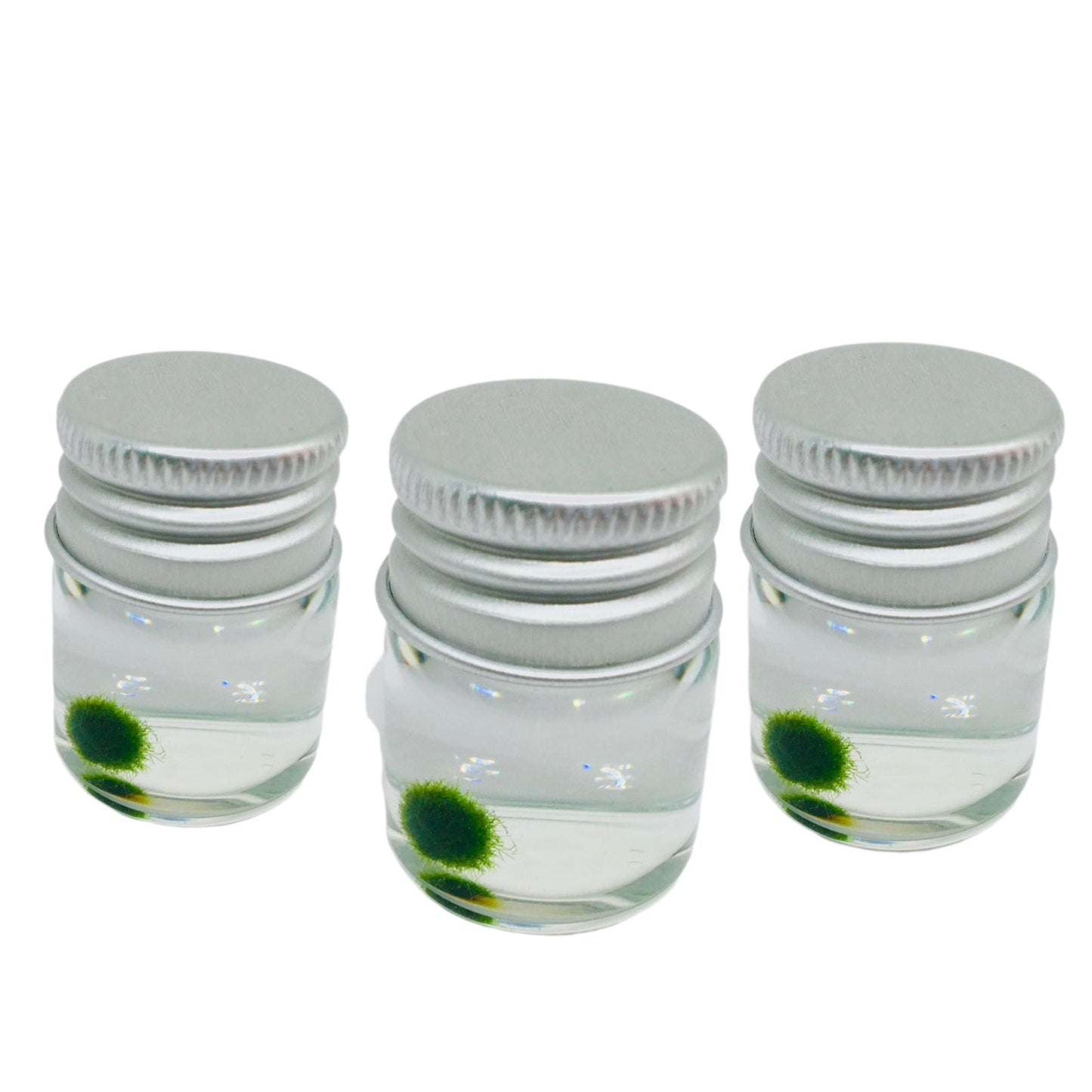 Gift for kids party bulk under $10/each: Marimo moss ball