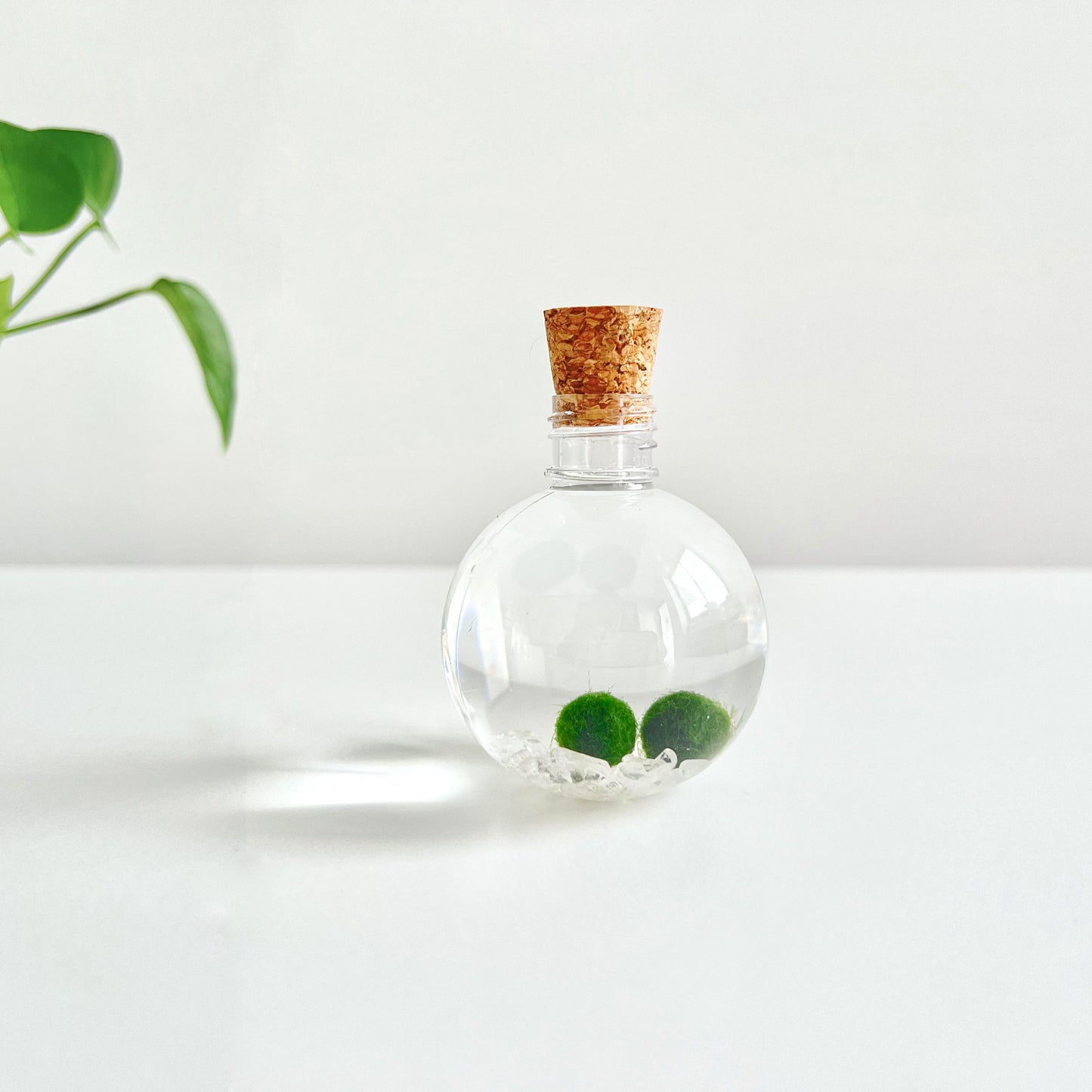 50ml Round Plastic Bottle with 2 Live Marimo Moss Balls | Choose from 5 Crystal Options