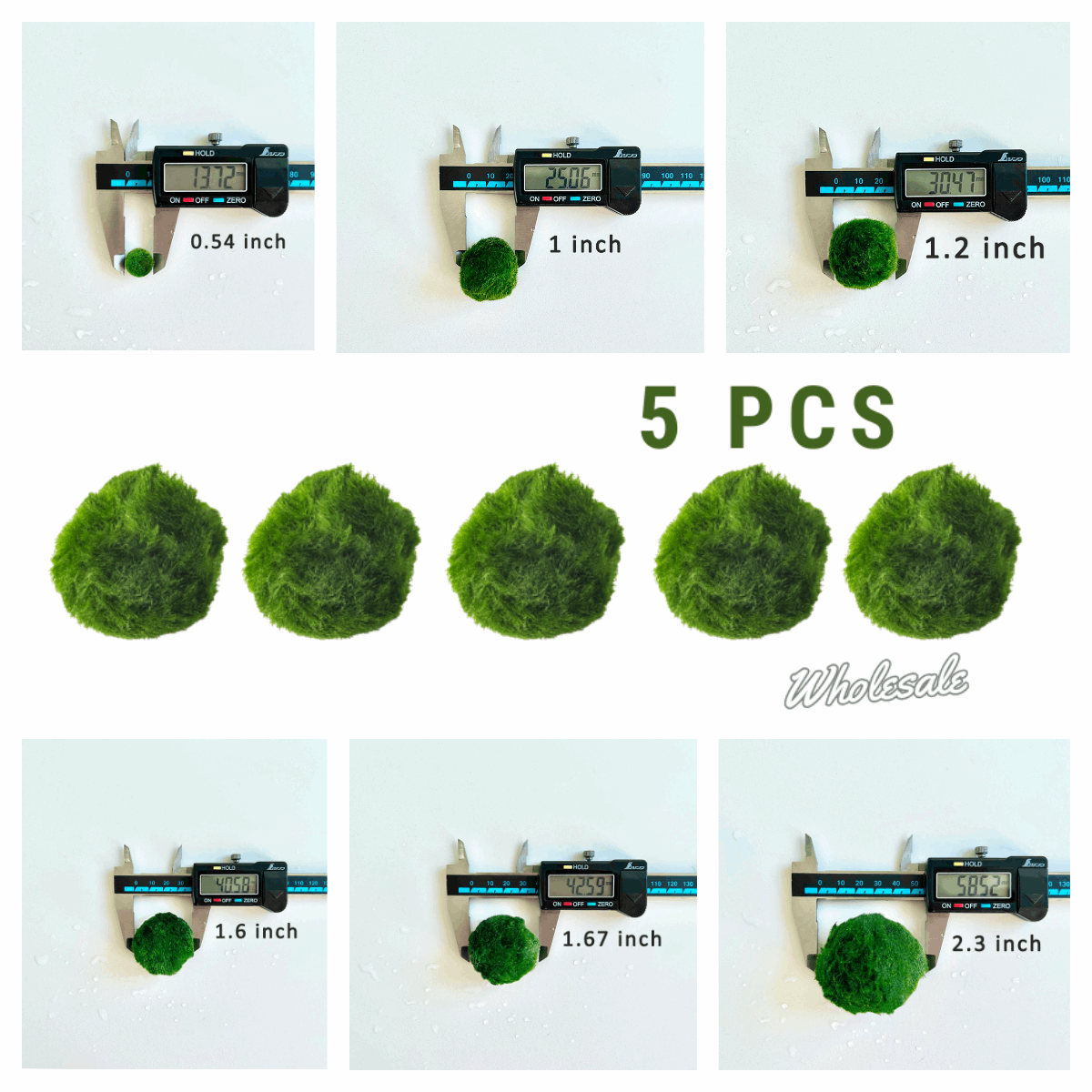Marimo Moss Balls For Aquarium 3 Month 0.5-0.8cm Marimo Moss Balls: 5/
Marimo Moss Ball, smaller than 1.5cm.
Mini Baby: <0.5cm
3 Month: 0.5-0.8cm
6 Month: 0.9-1.2cm
12 Month: >1.2cm
Grow slowly but for glass terrarium is just p