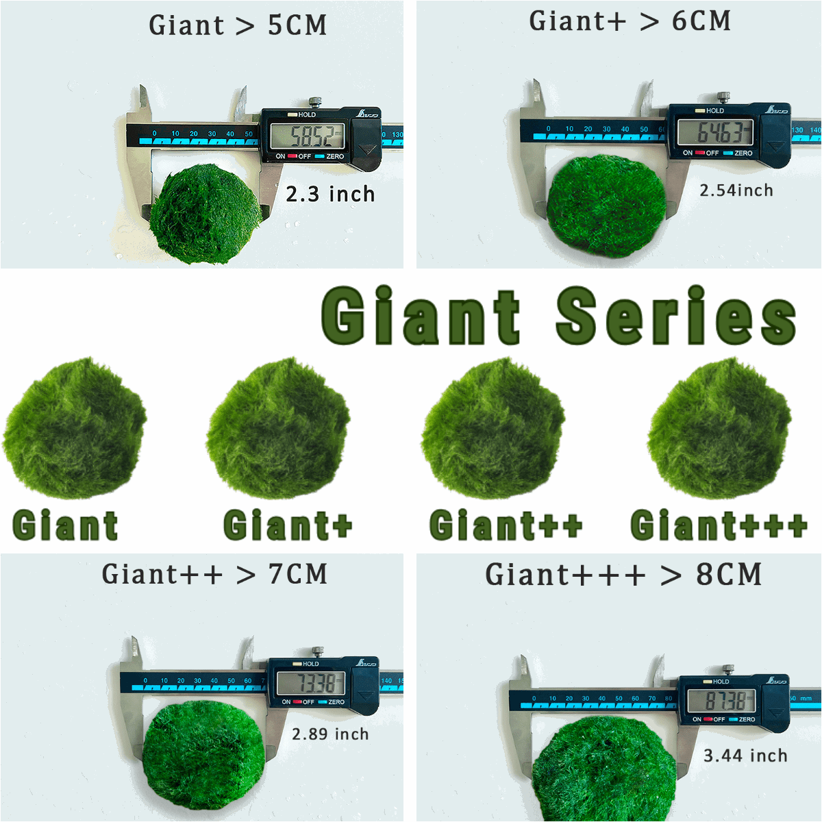 Large Moss Balls large moss balls for sale 5cm 6cm 7cm Kokedama