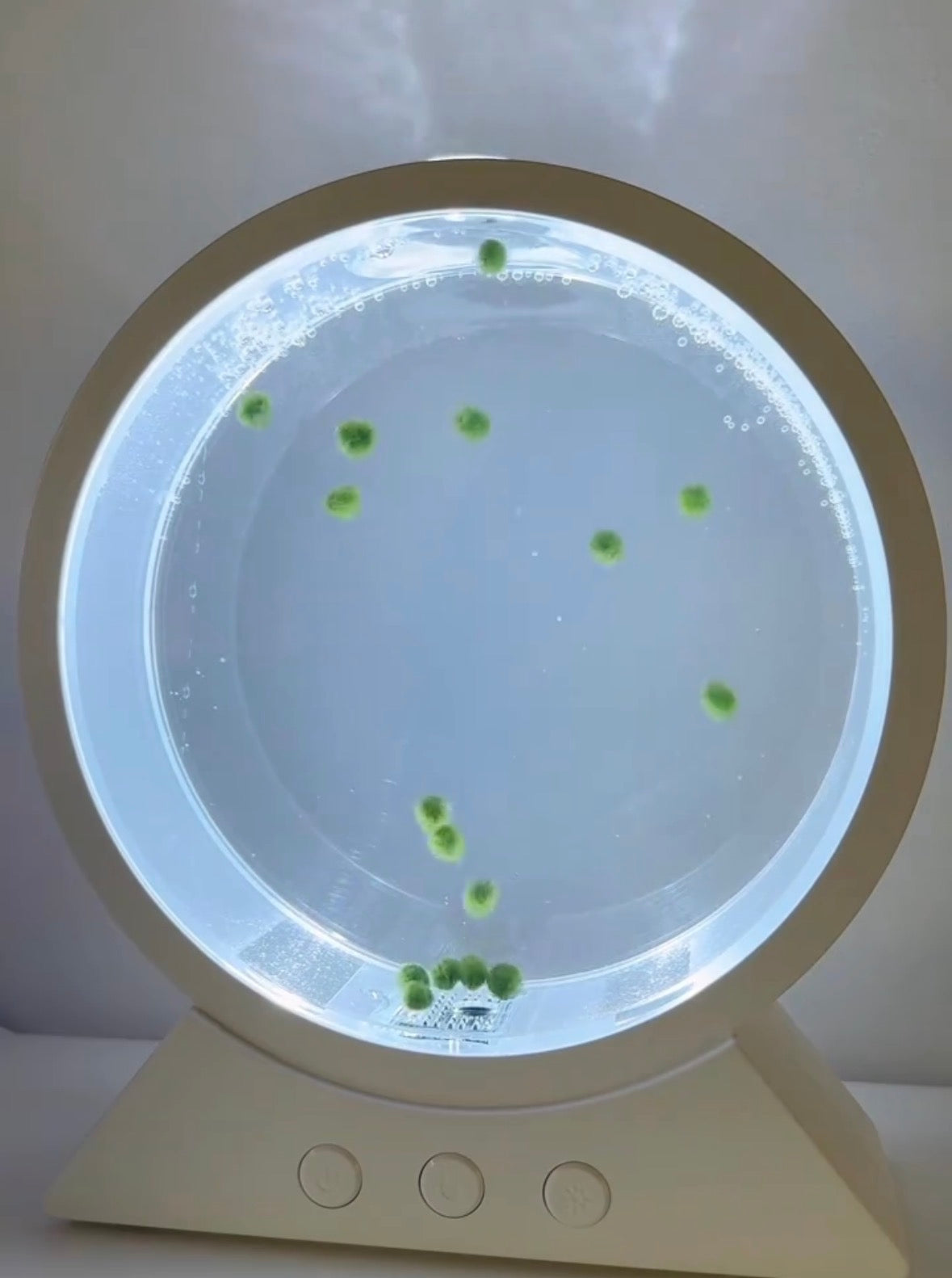 20pcs Mini Baby Marimo Set 7-Color LED Moss Ball Aquarium – Included (Black / White)