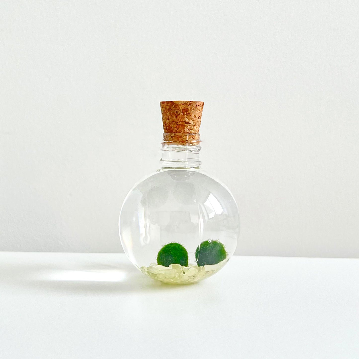 50ml Round Plastic Bottle with 2 Live Marimo Moss Balls | Choose from 5 Crystal Options