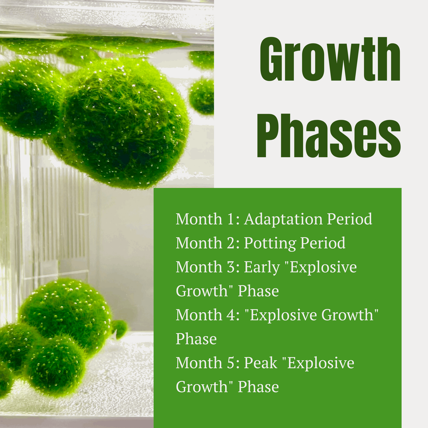 Marimo Moss Ball Aquarium 6-12 Month 0.8-1.5cm Marimo Moss Balls: 5/10
Marimo Moss Ball, smaller than 1.5cm.
Mini Baby: <0.5cm
3 Month: 0.5-0.8cm
6 Month: 0.9-1.2cm
12 Month: >1.2cm
Grow slowly but for glass terrarium is just p