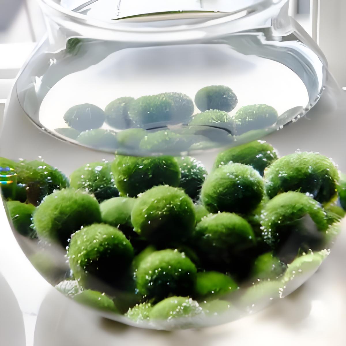 Must-have Large 1.5cm Marimo Moss Ball - Round and Grow Slow