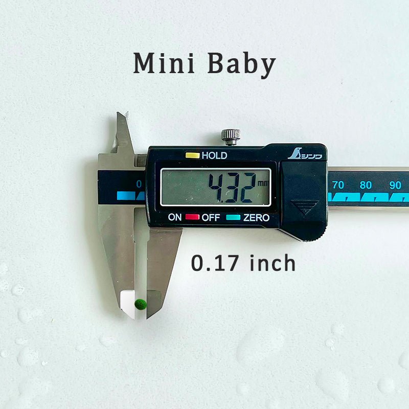 Marimo Moss Balls For Aquarium 10PCS Multiple Size Moss Ball Pet Bulk 
Notice 
There are two types of moss balls in the store:
0.5cm-2cm: Marimo Moss Balls, good for glass terrarium
2cm-8cm: Algae Moss Balls, good for aquarium
100% Rea