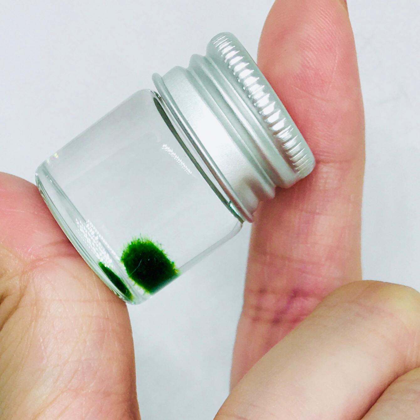 Gift for kids party bulk under $10/each: Marimo moss ball