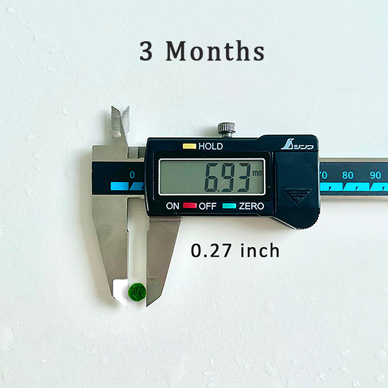 Marimo Moss Balls For Aquarium 3 Month 0.5-0.8cm Marimo Moss Balls: 5/
Marimo Moss Ball, smaller than 1.5cm.
Mini Baby: <0.5cm
3 Month: 0.5-0.8cm
6 Month: 0.9-1.2cm
12 Month: >1.2cm
Grow slowly but for glass terrarium is just p