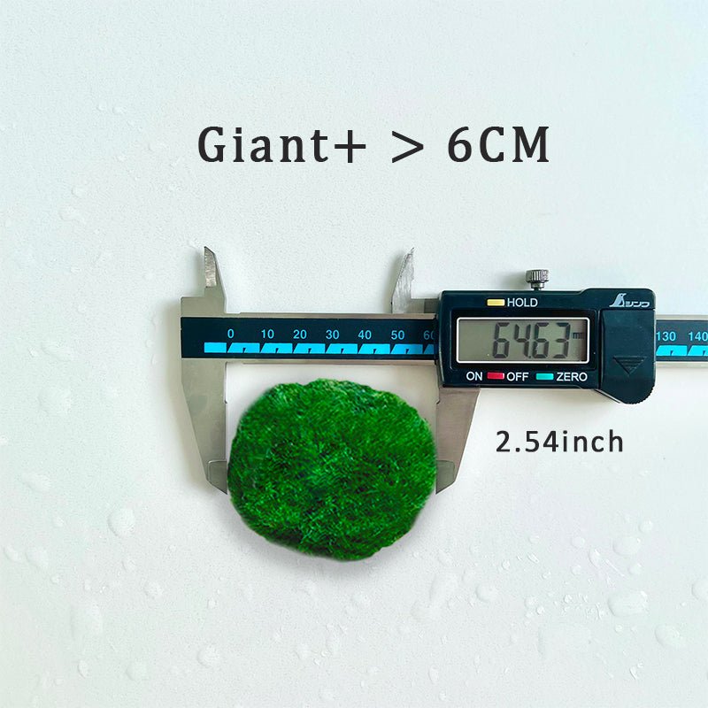 Large Moss Balls large moss balls for sale 5cm 6cm 7cm Kokedama