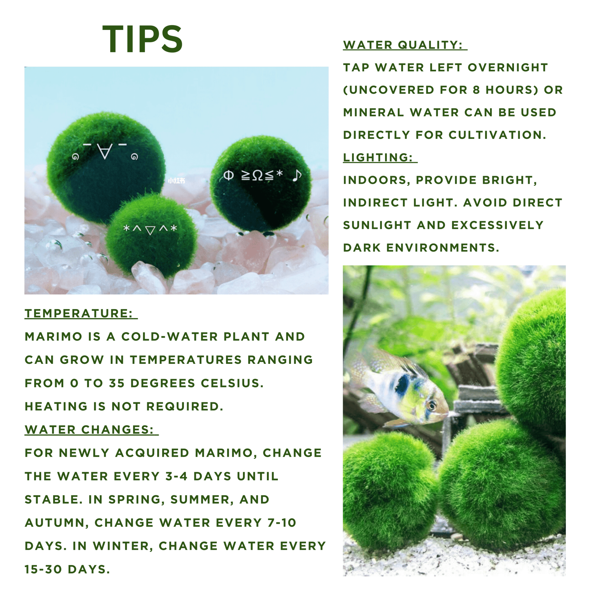 Marimo Moss Balls For Aquarium 50PCS Wholesale Multiple Size Moss Ball
Notice 
There are two types of moss balls in the store:
0.5cm-2cm: Marimo Moss Balls, good for glass terrarium
2cm-8cm: Algae Moss Balls, good for aquarium
100% Re