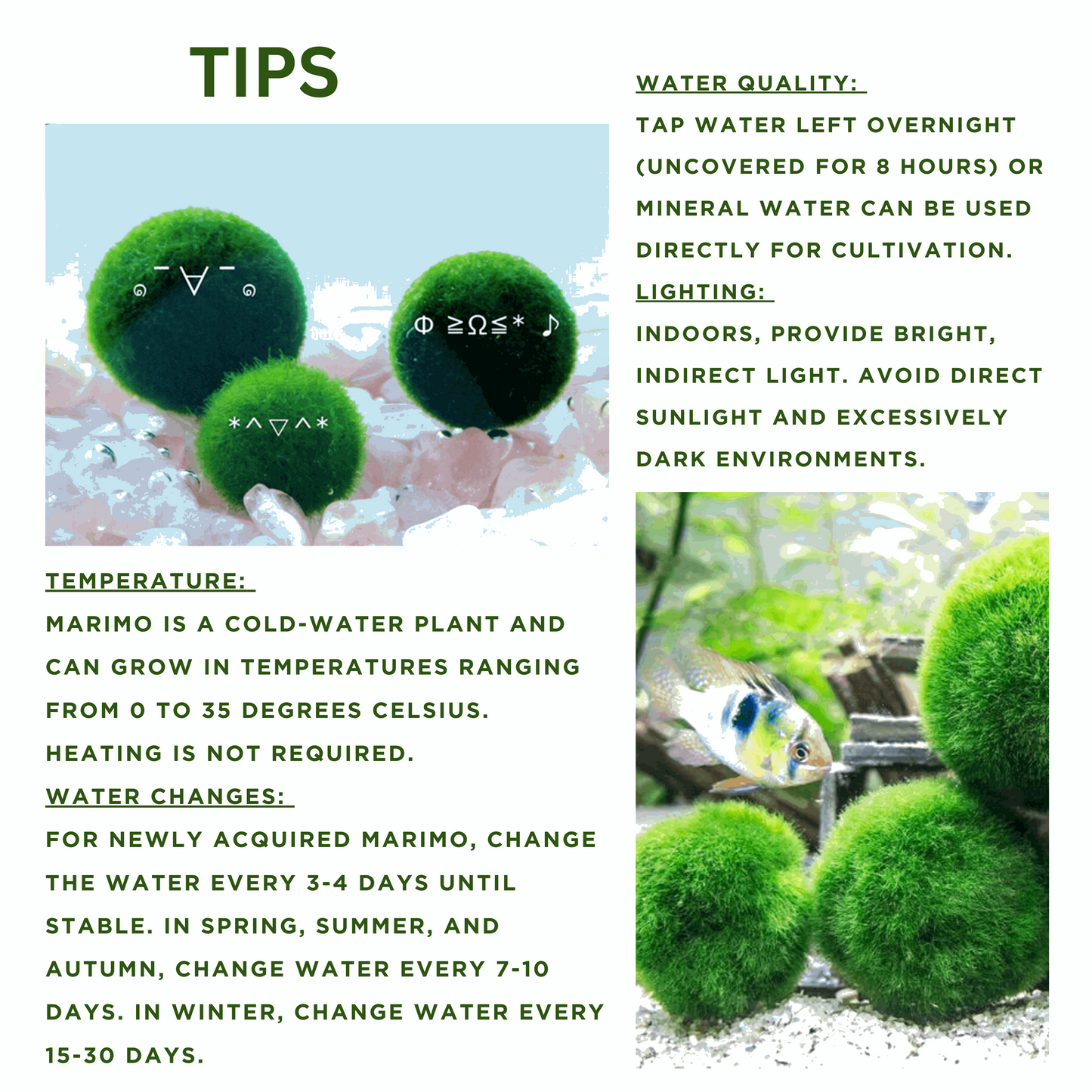 Marimo Moss Ball Aquarium 6-12 Month 0.8-1.5cm Marimo Moss Balls: 5/10
Marimo Moss Ball, smaller than 1.5cm.
Mini Baby: <0.5cm
3 Month: 0.5-0.8cm
6 Month: 0.9-1.2cm
12 Month: >1.2cm
Grow slowly but for glass terrarium is just p