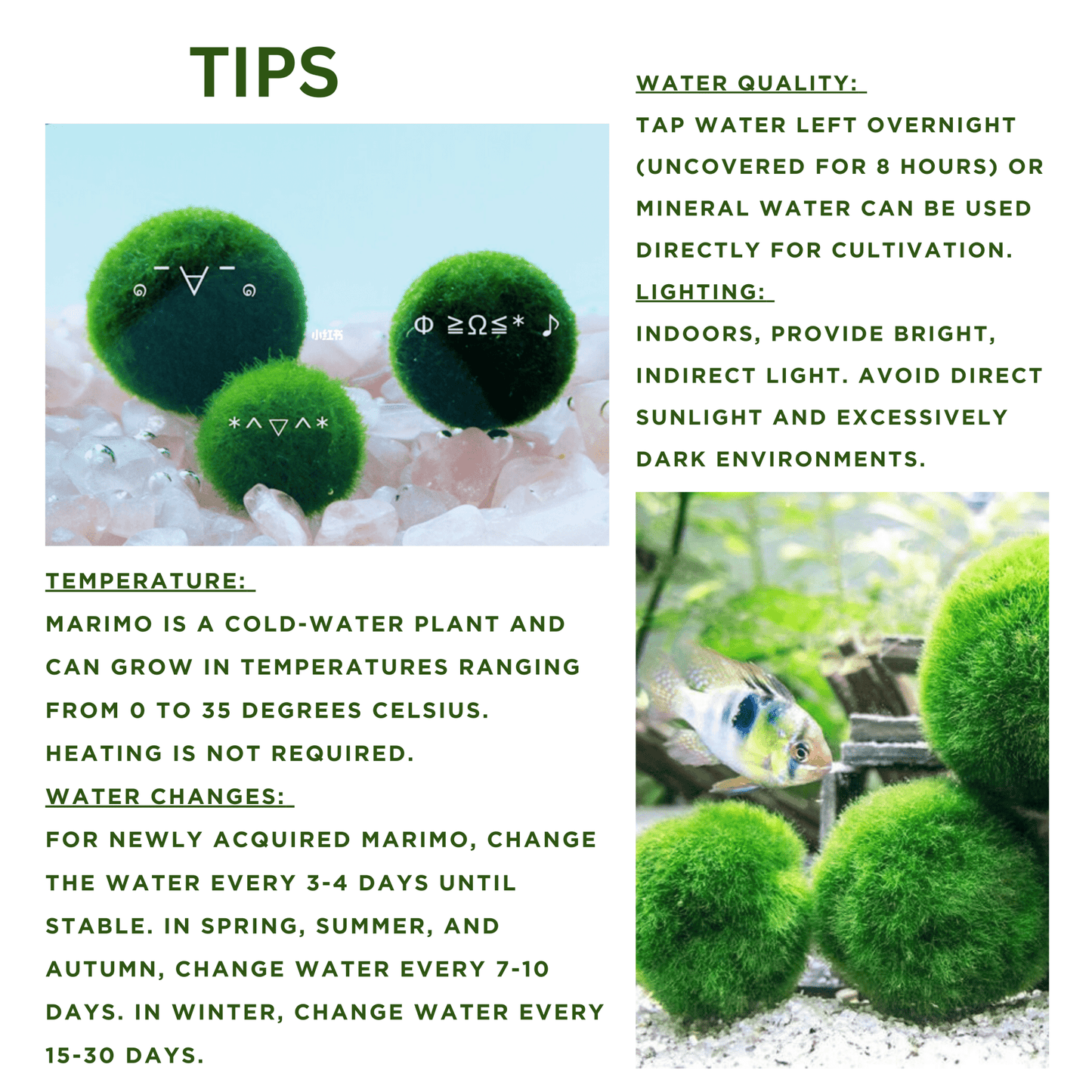 Marimo Moss Balls For Aquarium 10PCS Multiple Size Moss Ball Pet Bulk 
Notice 
There are two types of moss balls in the store:
0.5cm-2cm: Marimo Moss Balls, good for glass terrarium
2cm-8cm: Algae Moss Balls, good for aquarium
100% Rea