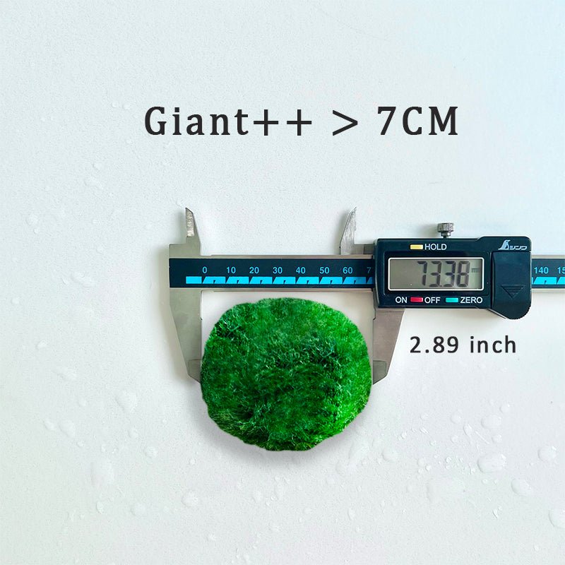 Large Moss Balls large moss balls for sale 5cm 6cm 7cm Kokedama