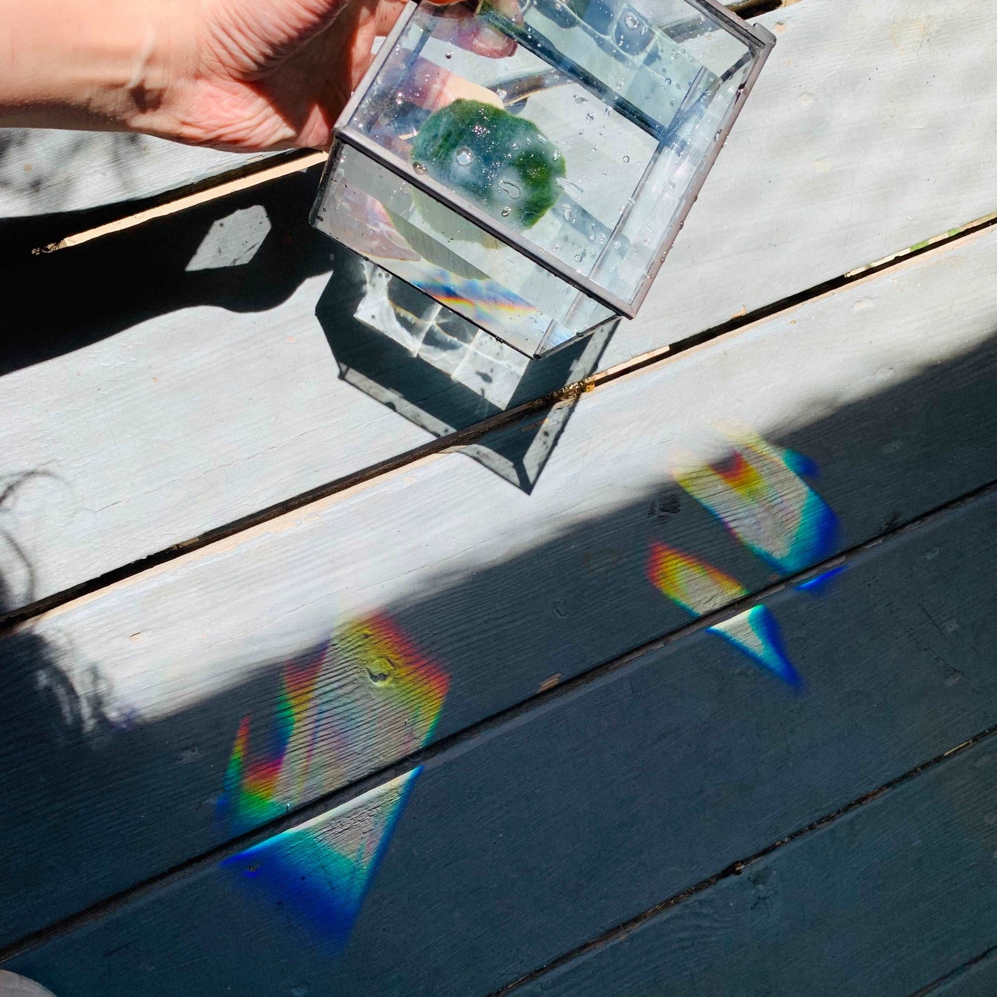 kokedama Marimo Moss Balls: Water Cube Glass Aquarium with Rainbow in the Sun KLive Moss Ball Size: 4~5cmTrim the ball with scissors if you want it rounder, or remove yellow fur (like remove branches of a plant) Material: GlassSpecial Feature: