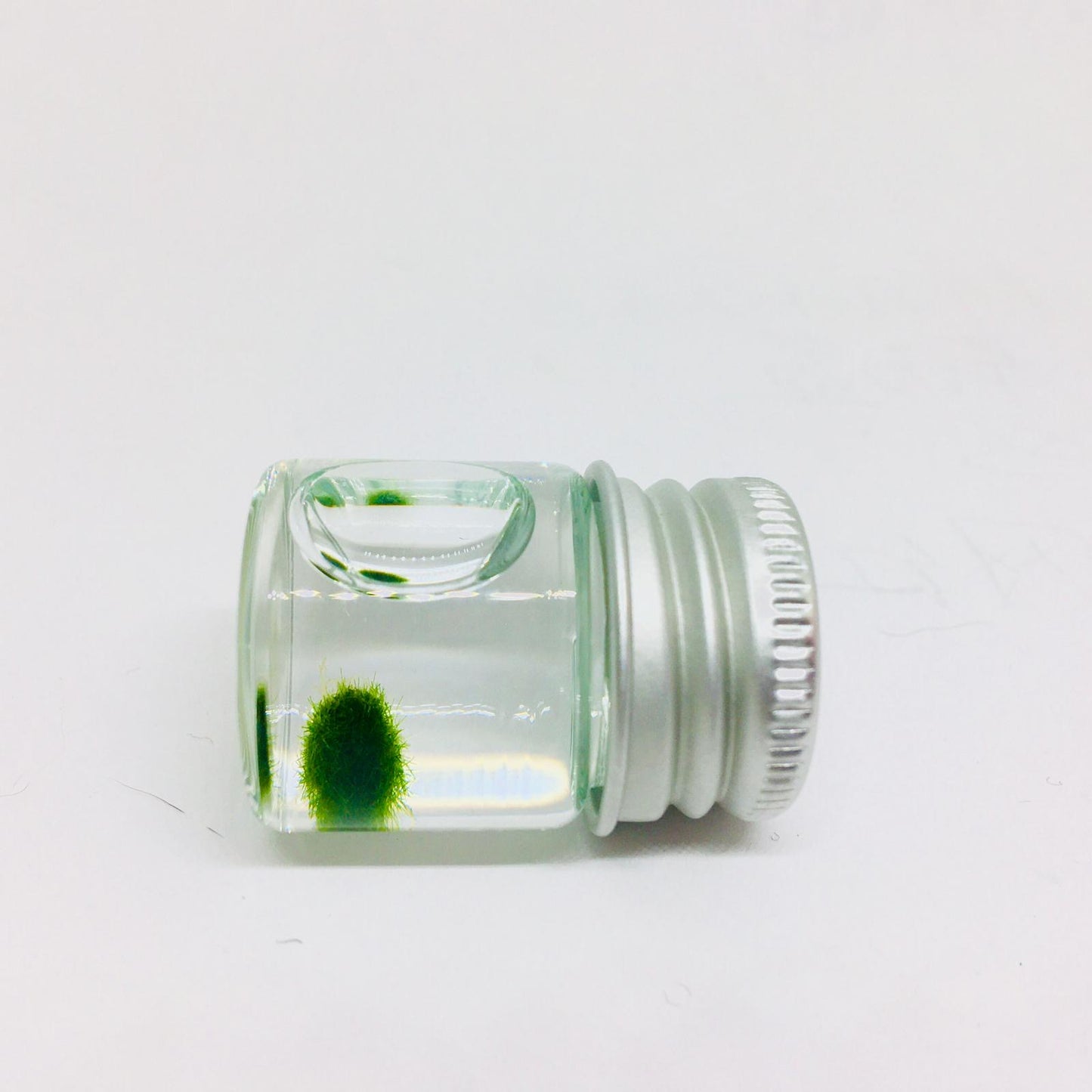 Gift for kids party bulk under $10/each: Marimo moss ball