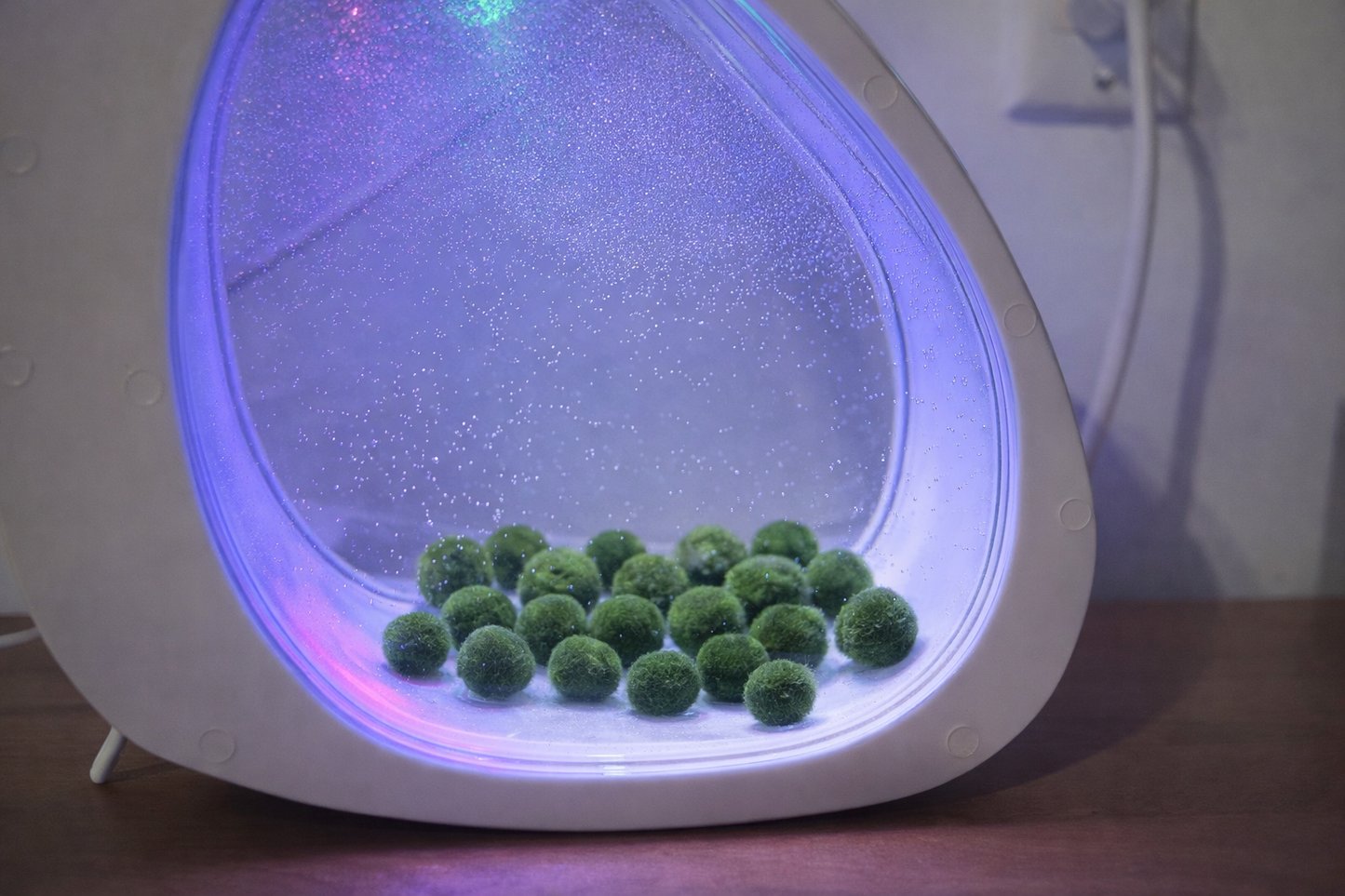 Free Self-Circulating Eco Aquarium (Marimo Not Included)