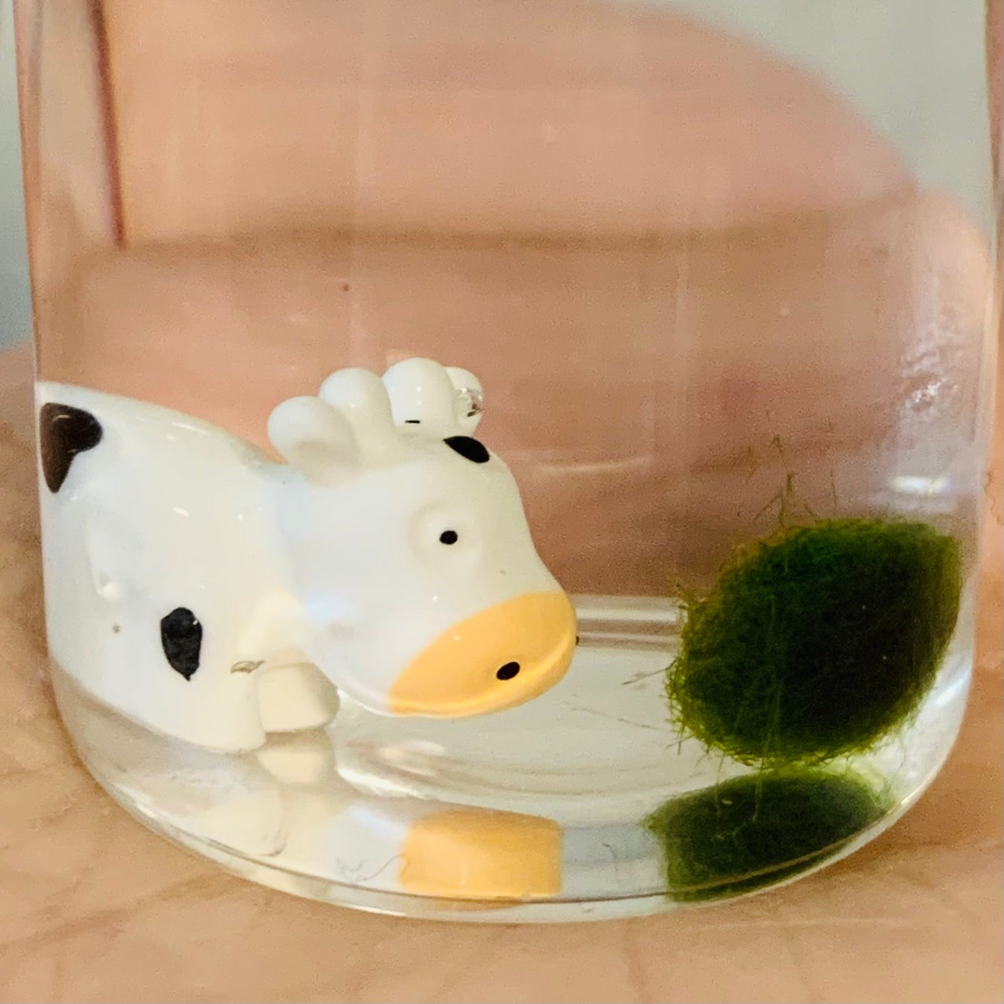 Underwater Farm Cow and Its Moss Ball Aqua Plant Pet