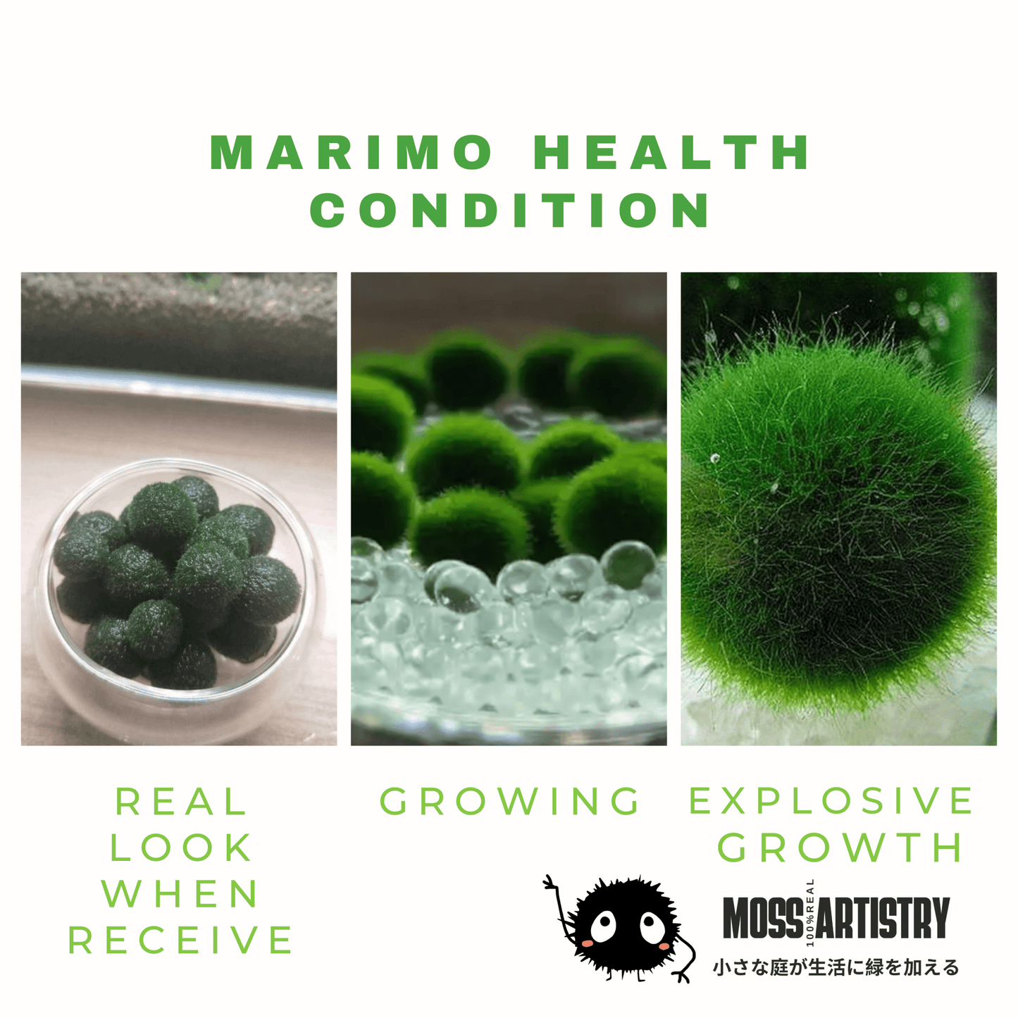 Marimo Moss Balls For Aquarium 10PCS Multiple Size Moss Ball Pet Bulk 
Notice 
There are two types of moss balls in the store:
0.5cm-2cm: Marimo Moss Balls, good for glass terrarium
2cm-8cm: Algae Moss Balls, good for aquarium
100% Rea