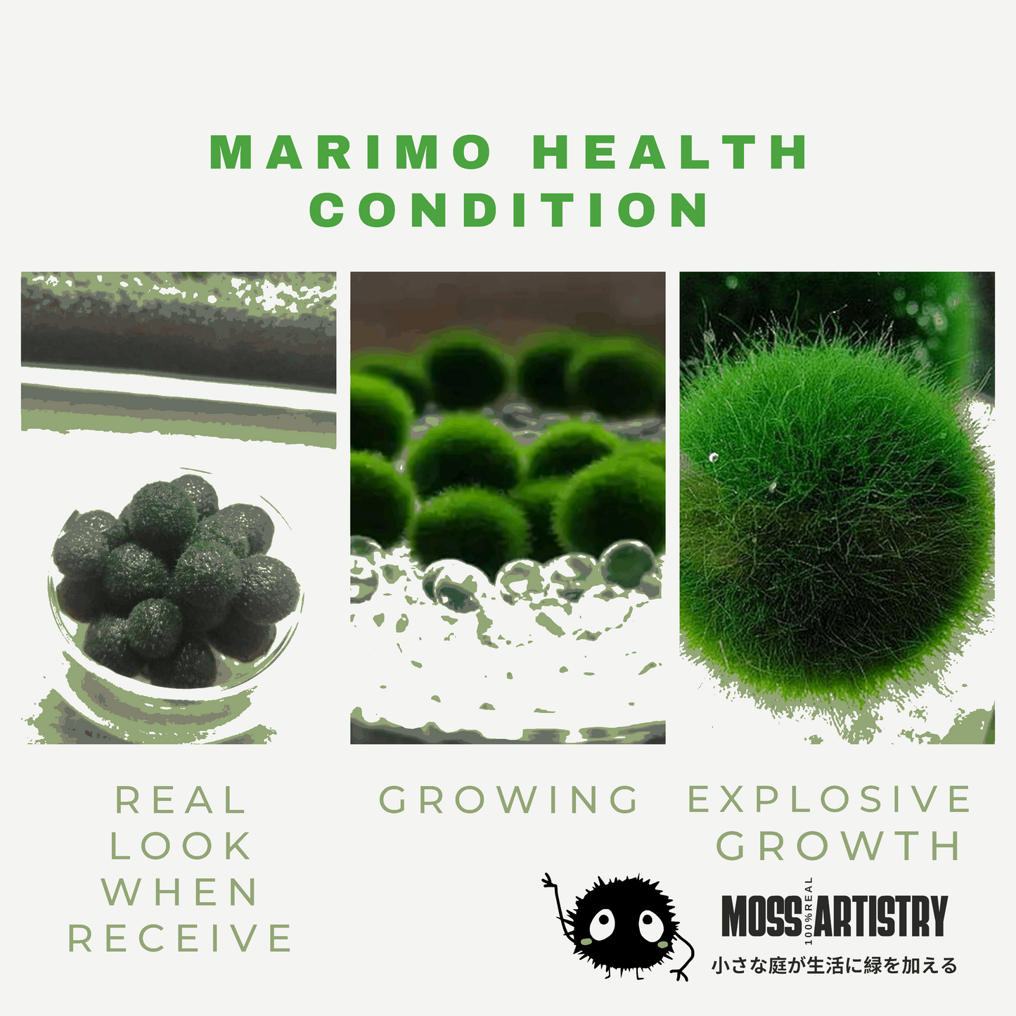 Marimo Moss Ball Aquarium 6-12 Month 0.8-1.5cm Marimo Moss Balls: 5/10
Marimo Moss Ball, smaller than 1.5cm.
Mini Baby: <0.5cm
3 Month: 0.5-0.8cm
6 Month: 0.9-1.2cm
12 Month: >1.2cm
Grow slowly but for glass terrarium is just p