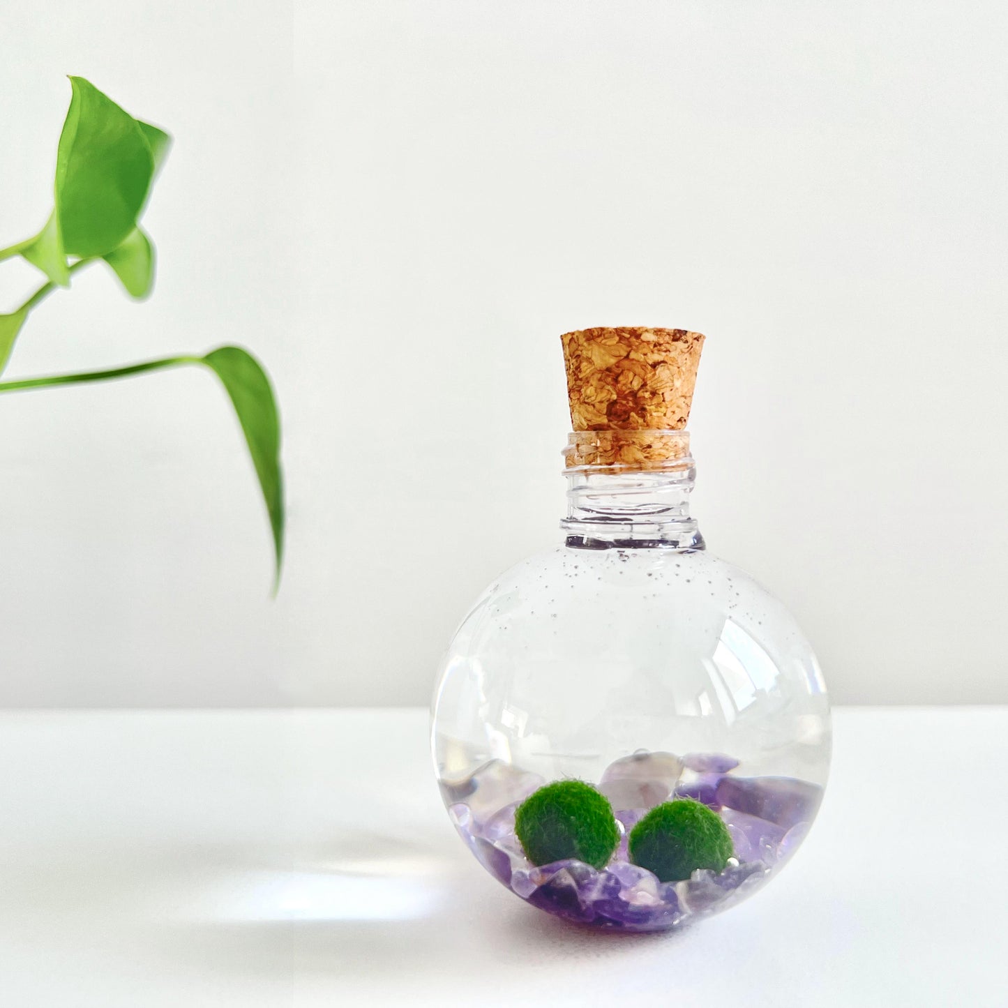 50ml Round Plastic Bottle with 2 Live Marimo Moss Balls | Choose from 5 Crystal Options