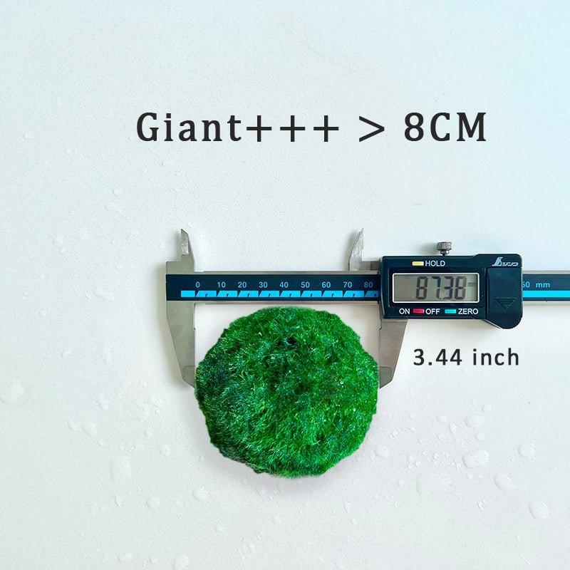 Large Moss Balls large moss balls for sale 5cm 6cm 7cm Kokedama