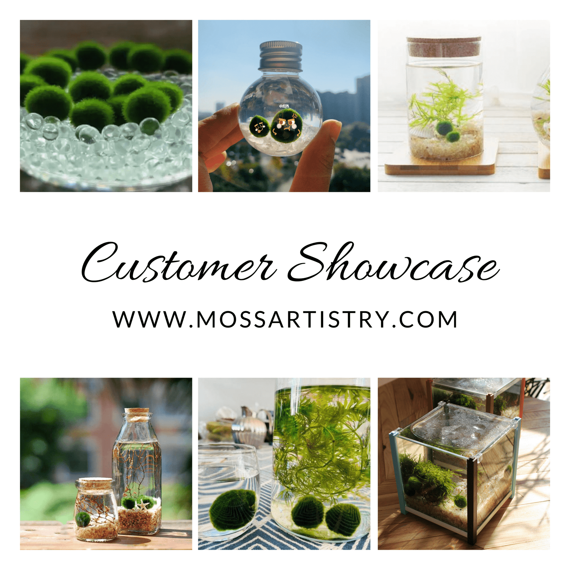 Marimo Moss Balls For Aquarium 50PCS Wholesale Multiple Size Moss Ball
Notice 
There are two types of moss balls in the store:
0.5cm-2cm: Marimo Moss Balls, good for glass terrarium
2cm-8cm: Algae Moss Balls, good for aquarium
100% Re