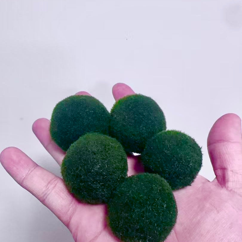 Sample Marimo Moss Balls For Aquarium Multiple Size - Kokedama Japanese Algae Ball