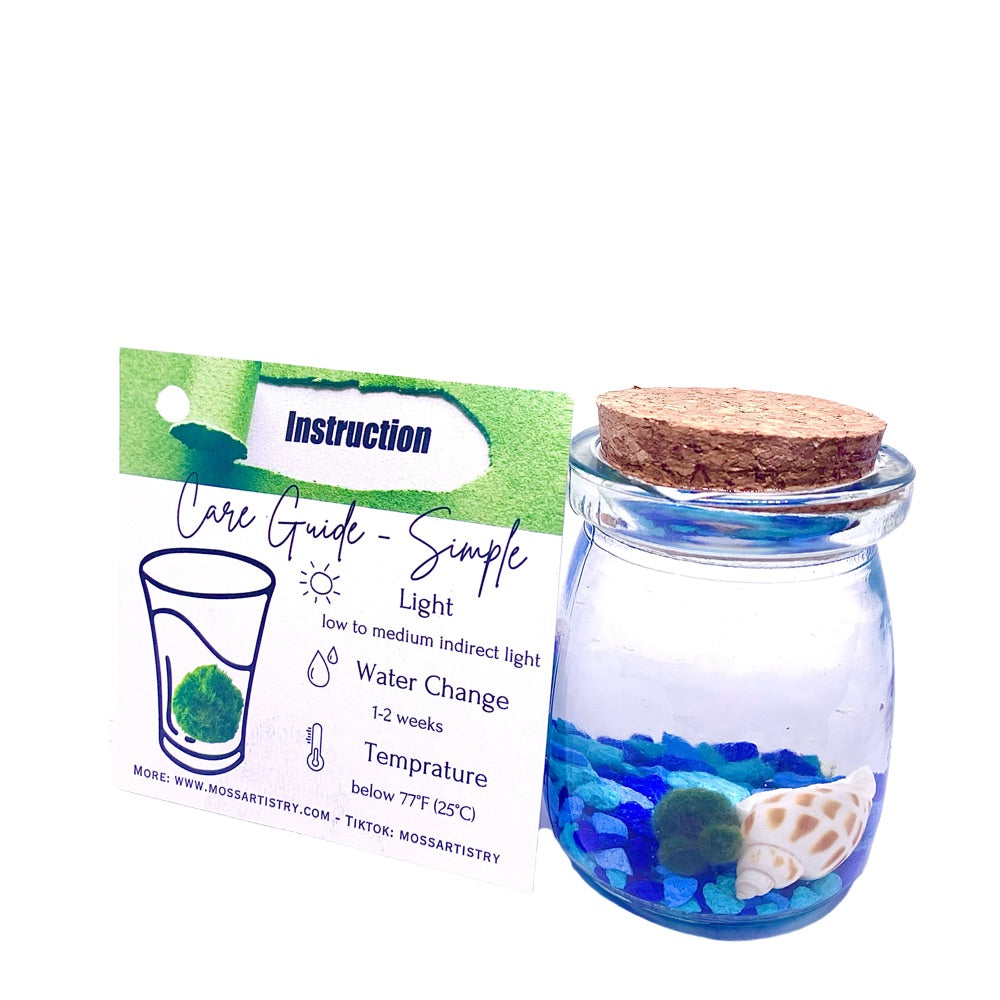 Marimo moss ball kit 3PCS designed as gift for single moms 60 days guarantee of free placement