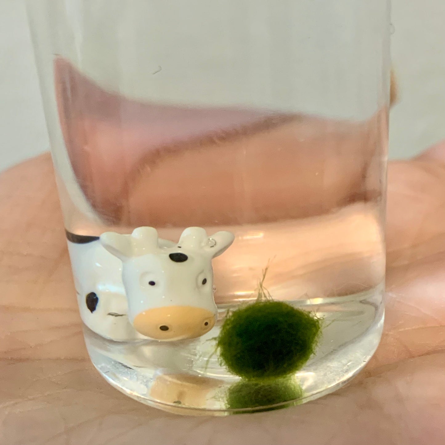Underwater Farm Cow and Its Moss Ball Aqua Plant Pet