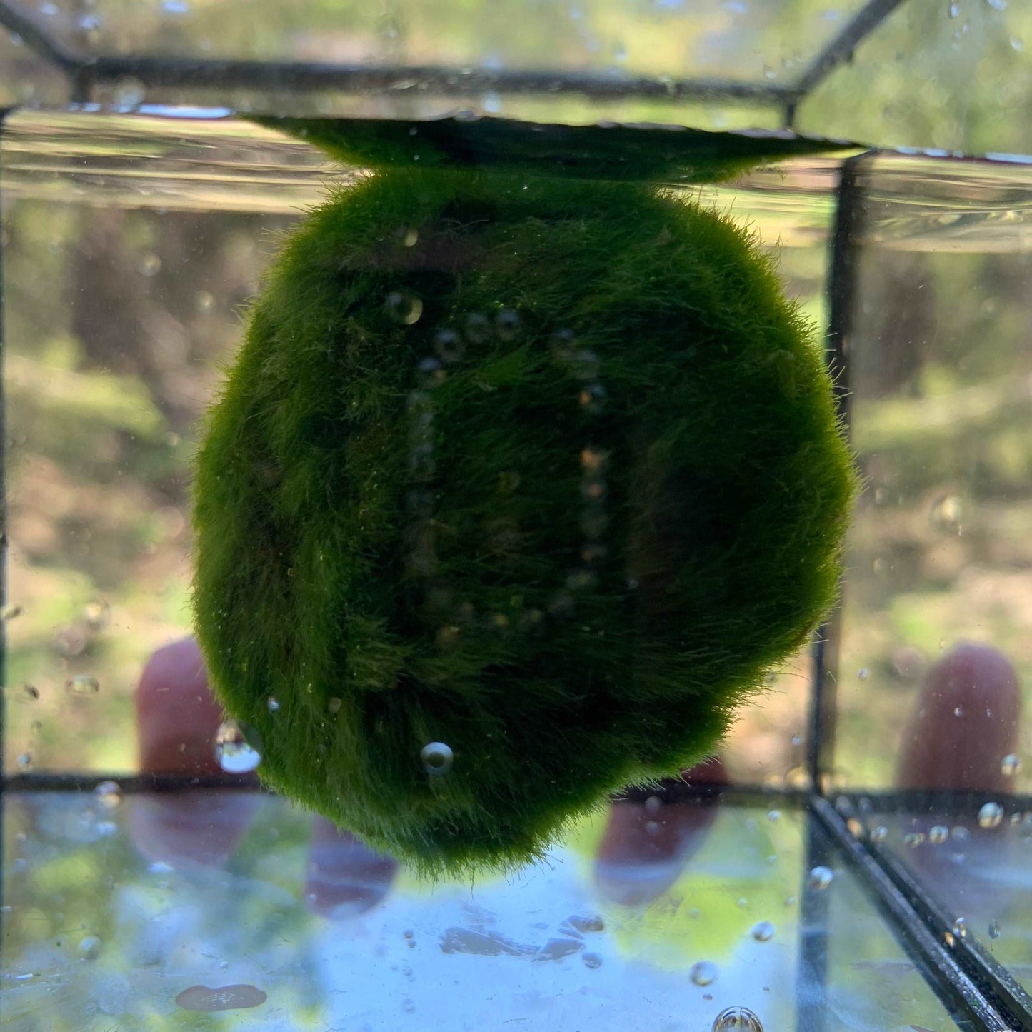 kokedama Marimo Moss Balls: Water Cube Glass Aquarium with Rainbow in the Sun KLive Moss Ball Size: 4~5cmTrim the ball with scissors if you want it rounder, or remove yellow fur (like remove branches of a plant) Material: GlassSpecial Feature: