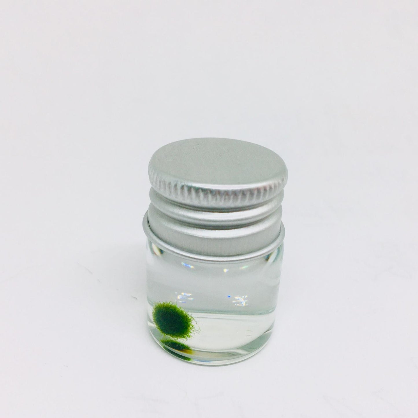 Gift for kids party bulk under $10/each: Marimo moss ball