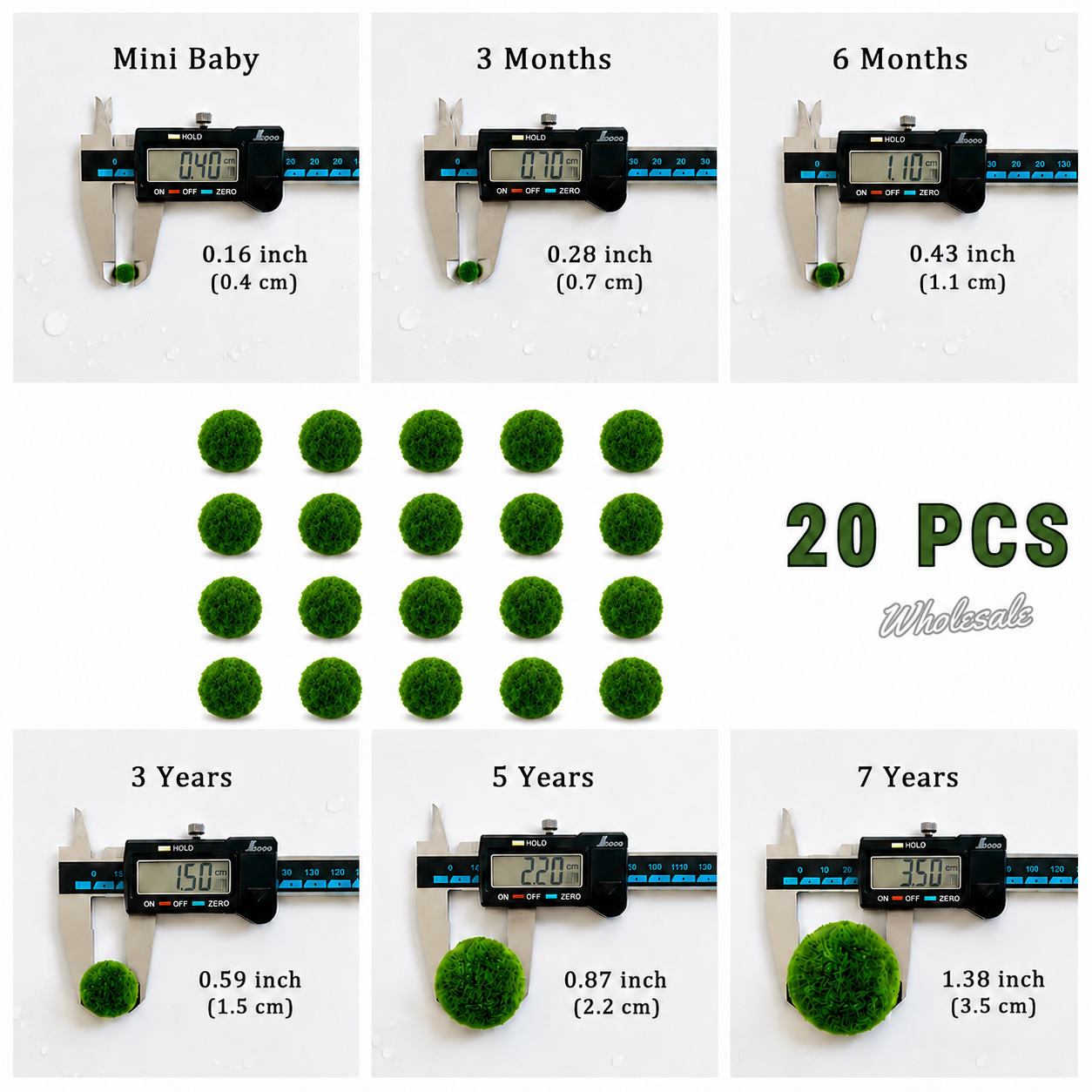 Marimo Moss Balls 8 Year 4.0-4.5cm Wholesale Discounted Price Bulk Sell