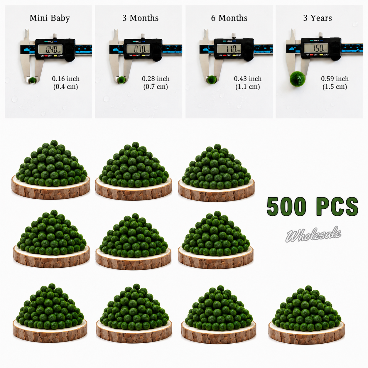 Marimo Moss Balls 3 Year 1.5-1.8cm Wholesale Discounted Price Bulk Sell