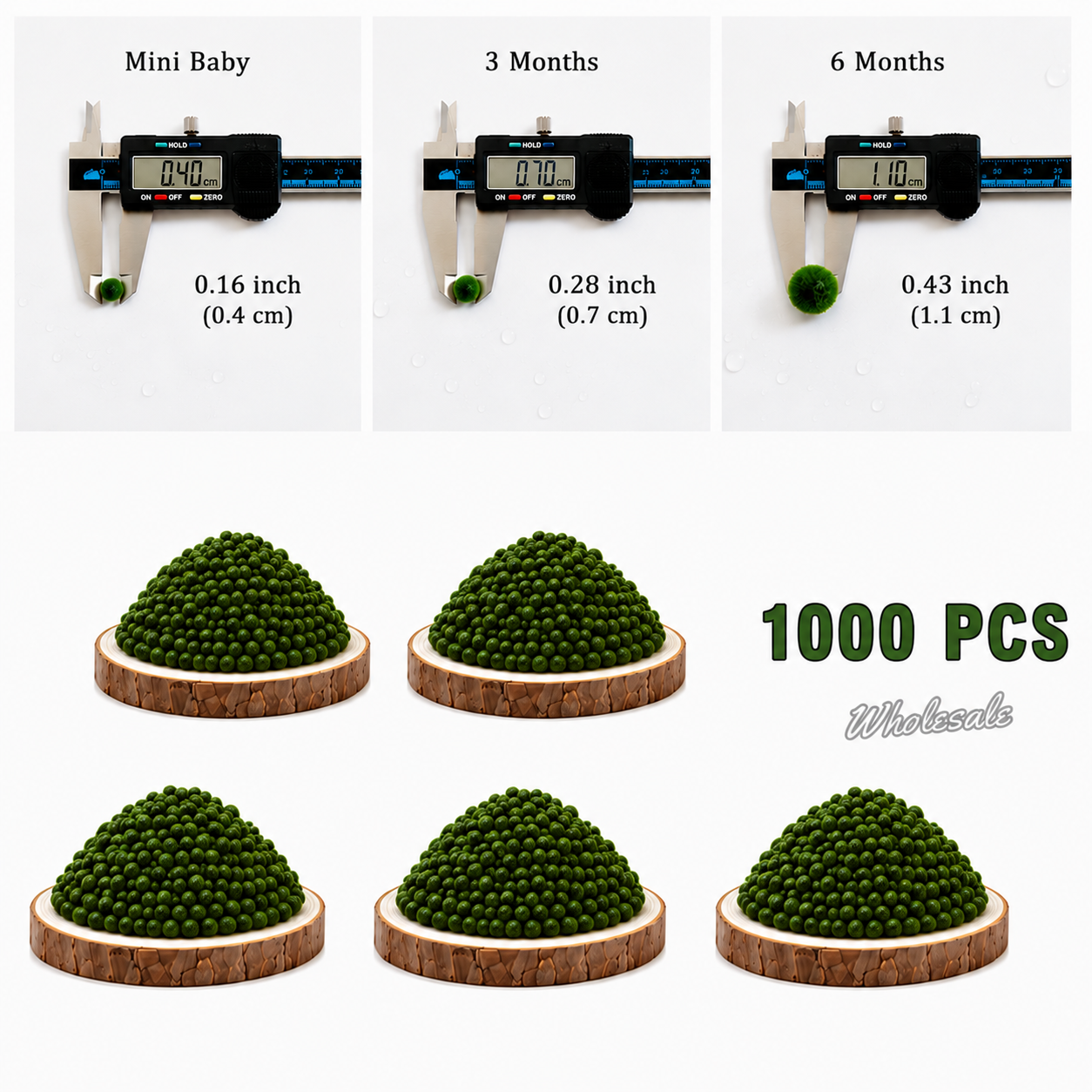 Marimo Moss Balls 6-12 Month 0.8-1.5cm Wholesale Discounted Price Bulk Sell