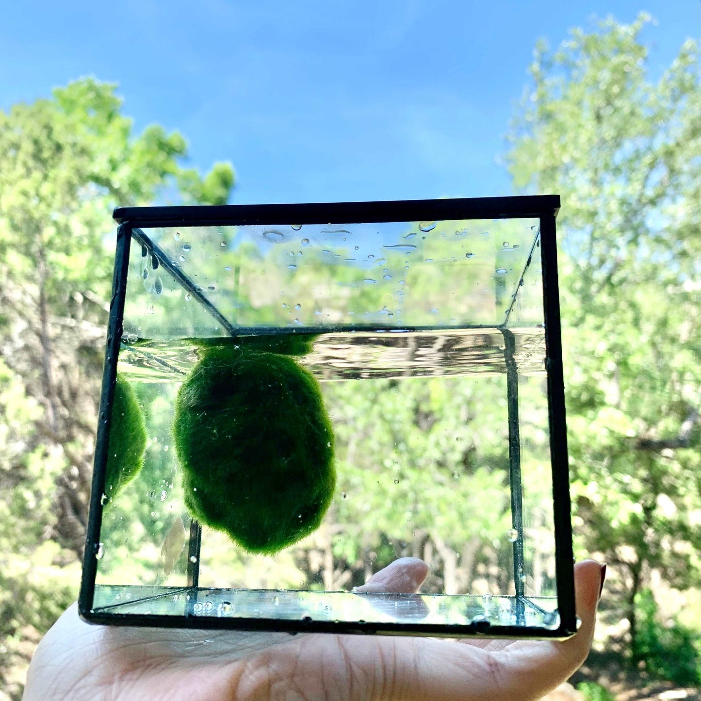 kokedama Marimo Moss Balls: Water Cube Glass Aquarium with Rainbow in the Sun KLive Moss Ball Size: 4~5cmTrim the ball with scissors if you want it rounder, or remove yellow fur (like remove branches of a plant) Material: GlassSpecial Feature: