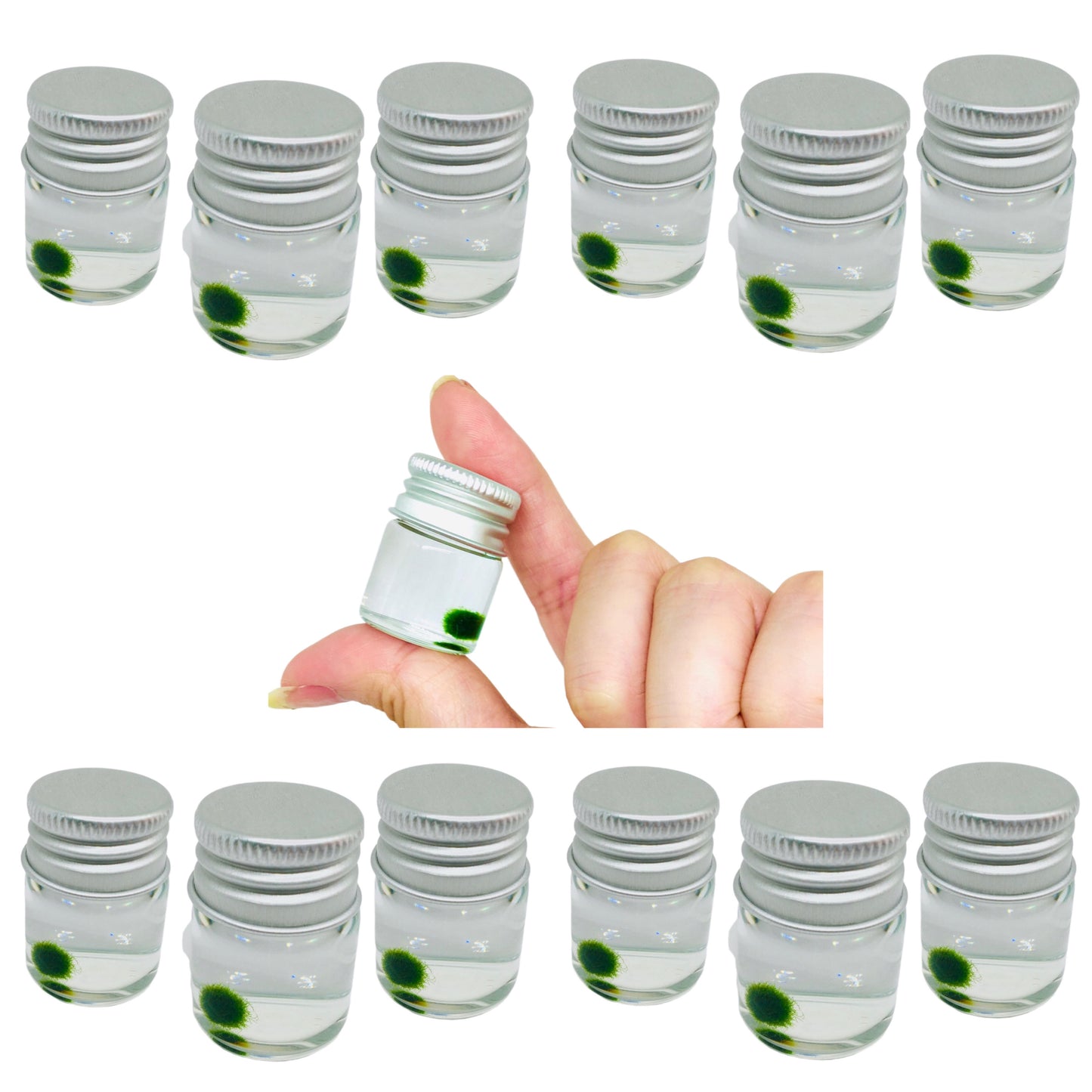 Gift for kids party bulk under $10/each: Marimo moss ball