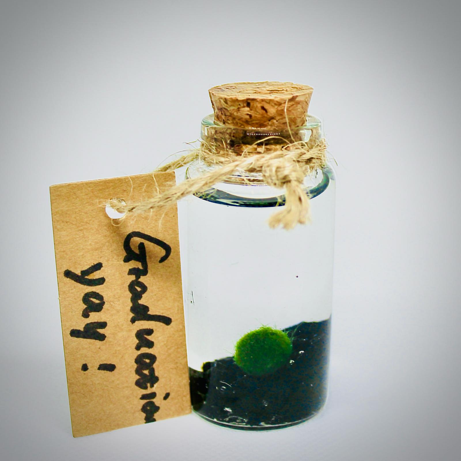 Live Mini Marimo Moss Ball White and Black Pebbles Glass Bottle Glass Specification:
0.8-1.5cm Marimo Live Moss Ball * 1
(Optional: adding more marimo...)
White/Black Pebbles Bag *1
String *1
Name Card *1
Tweezer *1
Simple Care Instruc