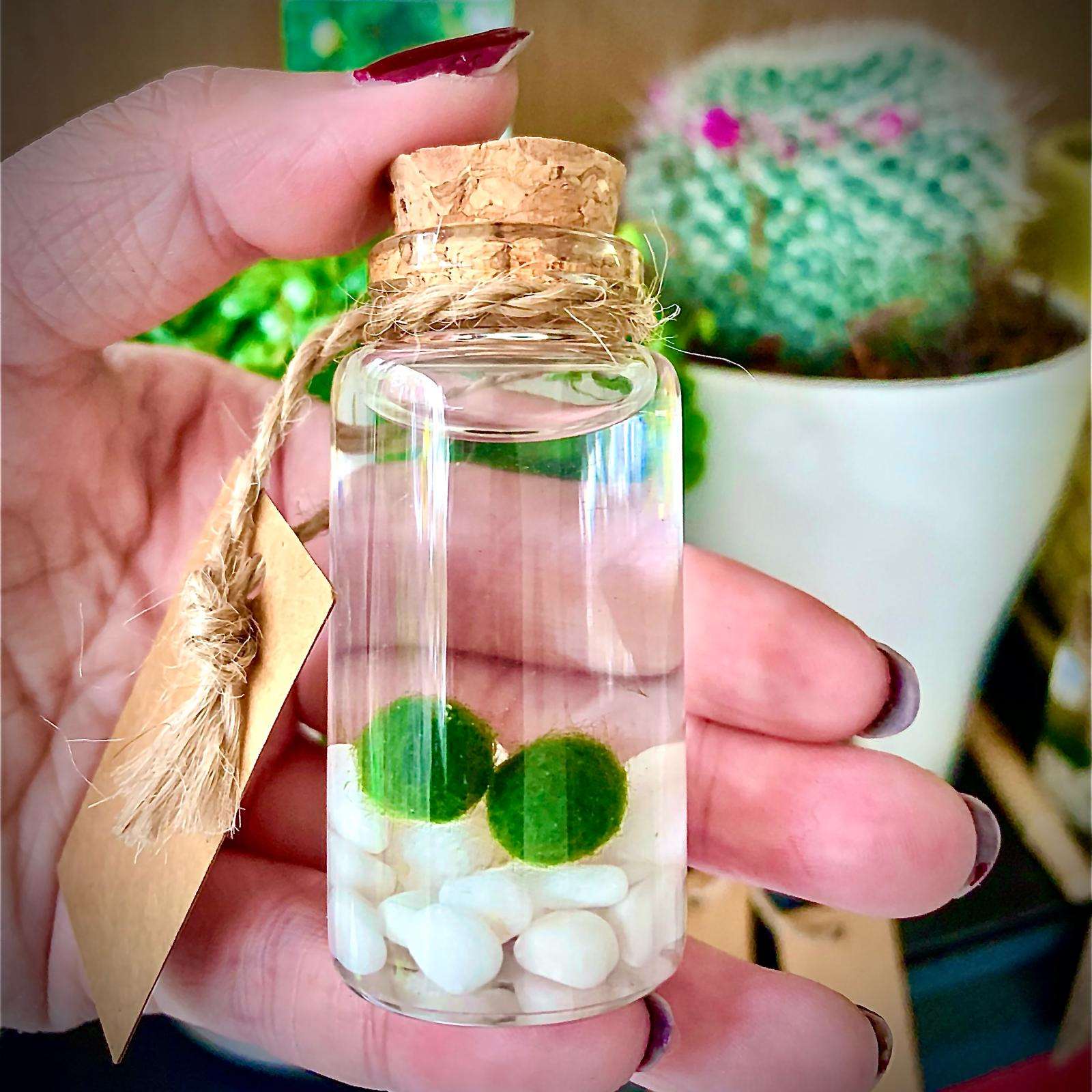 Live Mini Marimo Moss Ball White and Black Pebbles Glass Bottle Glass Specification:
0.8-1.5cm Marimo Live Moss Ball * 1
(Optional: adding more marimo...)
White/Black Pebbles Bag *1
String *1
Name Card *1
Tweezer *1
Simple Care Instruc