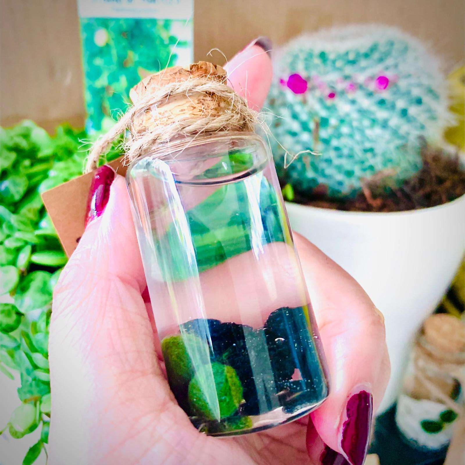 Live Mini Marimo Moss Ball White and Black Pebbles Glass Bottle Glass Specification:
0.8-1.5cm Marimo Live Moss Ball * 1
(Optional: adding more marimo...)
White/Black Pebbles Bag *1
String *1
Name Card *1
Tweezer *1
Simple Care Instruc